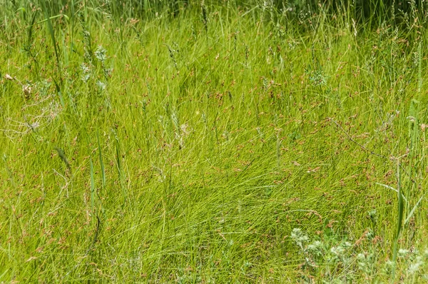 Gras patroon close-up — Stockfoto