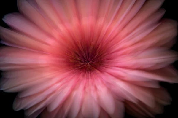 Pink flower zoom — Stock Photo, Image