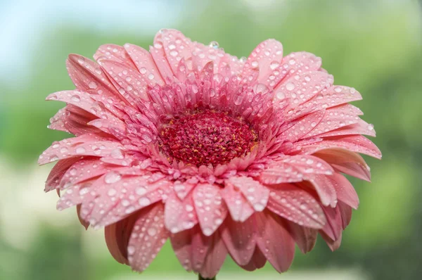 Gerbera flower water drops — Stock Photo, Image