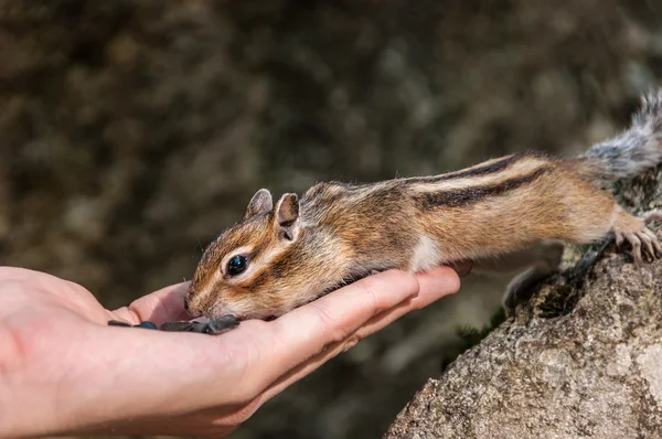 Chipmunk hand seeds feeding — Stock Photo, Image