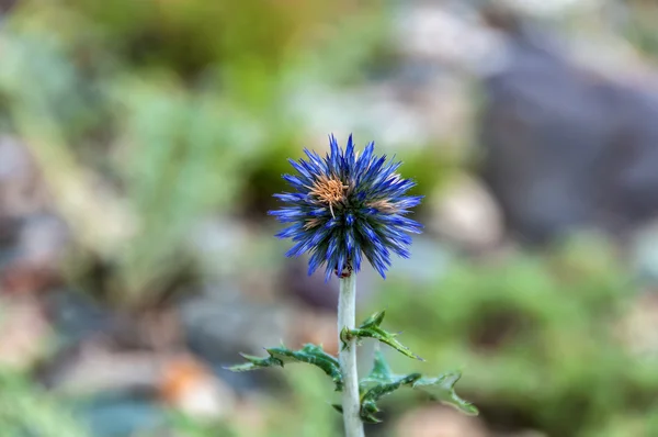 Kwiat Cierń blue mountains — Zdjęcie stockowe