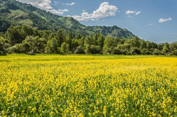 Żółte kwiaty łąka gór — Zdjęcie stockowe