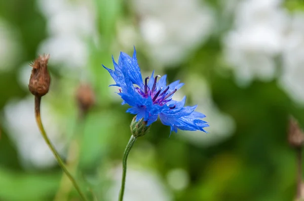 Bloem Korenbloem blauw — Stockfoto