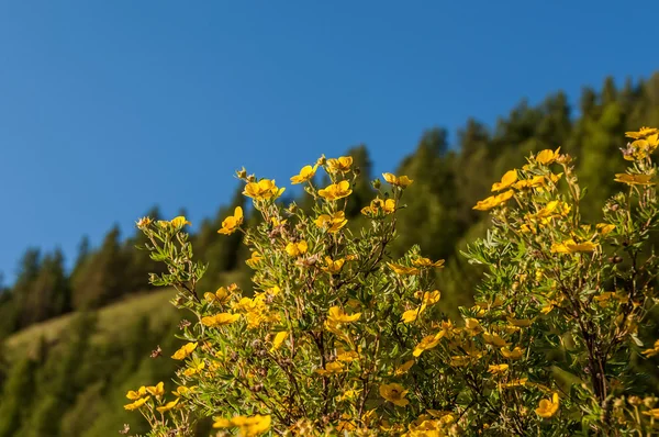 Keř květy žluté — Stock fotografie