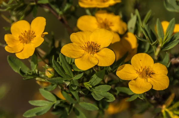Struik bloemen geel — Stockfoto