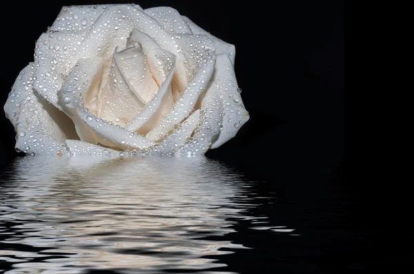 Reflexão de água rosa branca — Fotografia de Stock