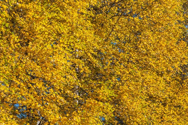 Birke Blätter Herbst Hintergrund — Stockfoto