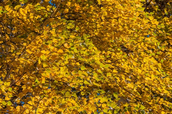 Březové listy podzimní pozadí — Stock fotografie