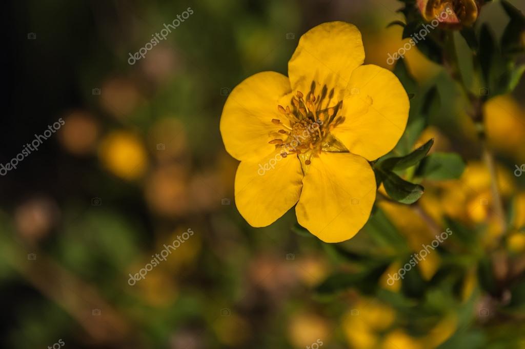 Strauch blüht gelb Stockfotografie lizenzfreie Fotos © Iri_sha