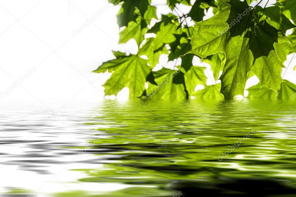 maple leaves water reflection white