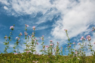 Mavi gökyüzü karşı yamaca çiçekler