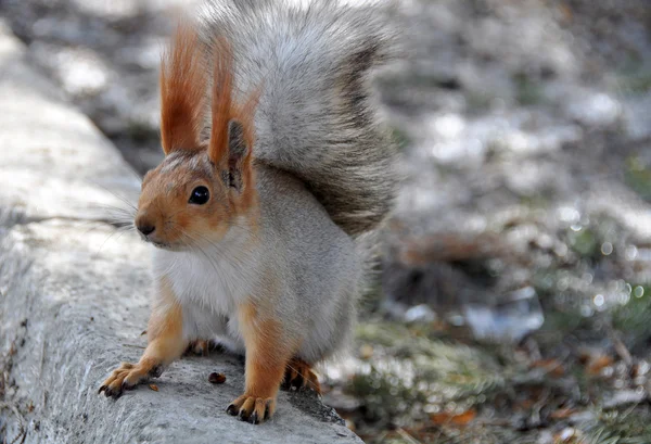 Eichhörnchen (sciurus vulgaris)) — Stockfoto