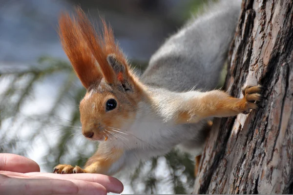 Белка (Sciurus vulgaris ) — стоковое фото