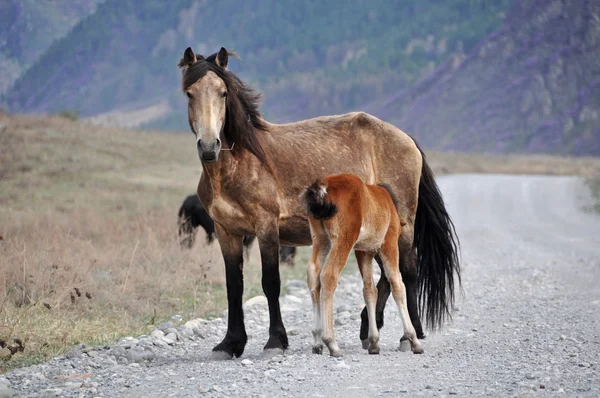 Horse foal feed — Stock Photo, Image