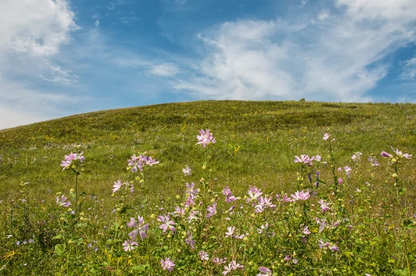 蓝色的天空，山坡上的鲜花 — 图库照片