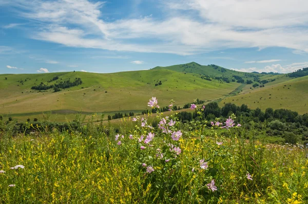 Дикие цветы на склоне холма против голубого неба — стоковое фото