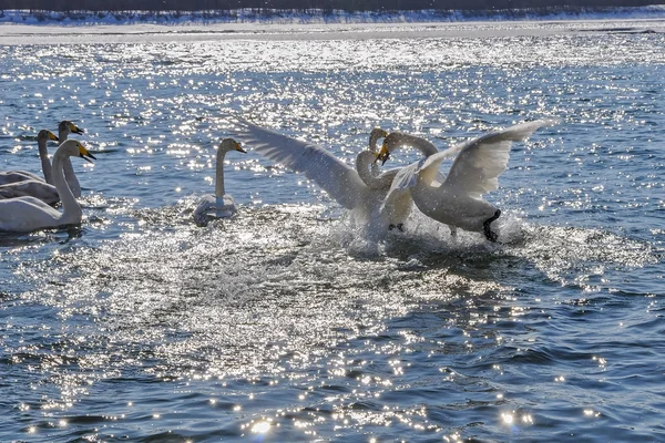 Swans fight river winter (Cygnus Cygnus) — Stock Photo, Image