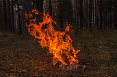 Şenlik ateşi alev yangın orman sonbahar 