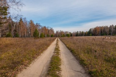 Toprak yol alanları sonbahar manzara orman