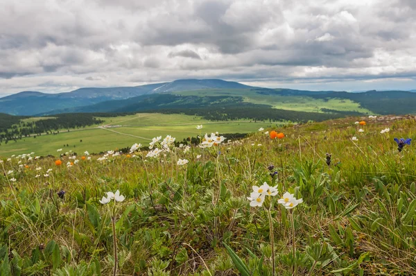 Bloemen berg wolken — Stockfoto