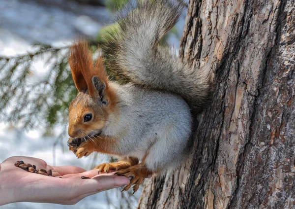 Squirrel eating nuts hand — Stock Photo, Image