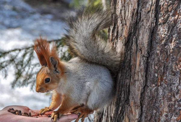 Squirrel eating nuts hand — Stock Photo, Image