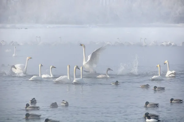 Swans lake winter misty — Stock Photo, Image
