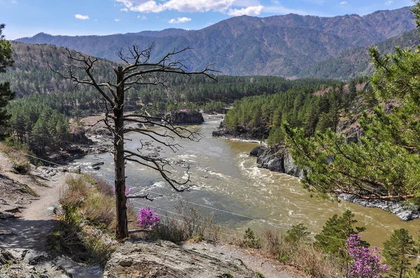 山、 河、 森林、 枯树、 全景 — 图库照片