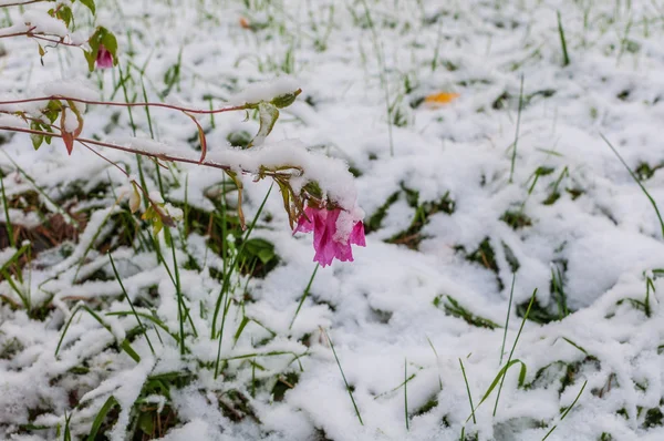 Primera flor de nieve hierba otoño — Foto de Stock