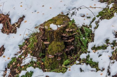 Chaga mantar moss yaprakları güdük kar sonbahar