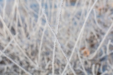 kar dalları arka plan 