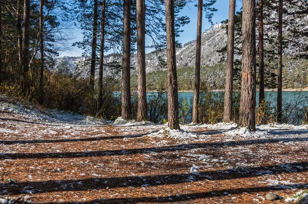 Sombras árboles troncos montañas río primera nieve otoño —  Fotos de Stock