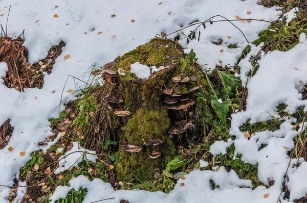 Chaga mantar moss yaprakları güdük kar sonbahar