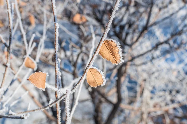 Neve ramos abstrato fundo — Fotografia de Stock