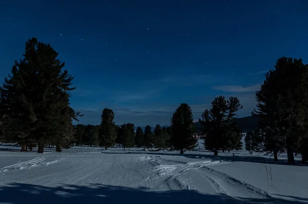 Céu estrela cedros paisagem de neve — Fotografia de Stock