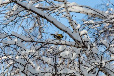 kar huş ağacı dalları gökyüzü baştankara