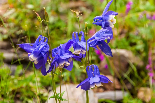 Flores sinos azuis pedras de montanha — Fotografia de Stock