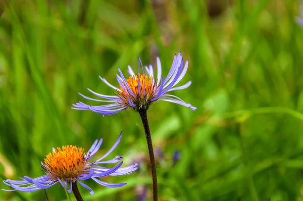 Chamomile flowers lilac — Stock Photo, Image