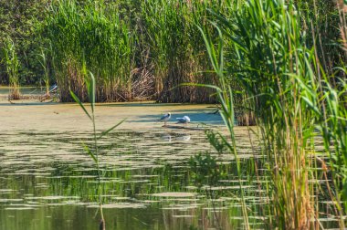 çim martı kuşu bataklık