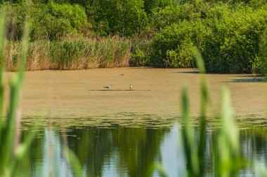 çim martı kuşu bataklık