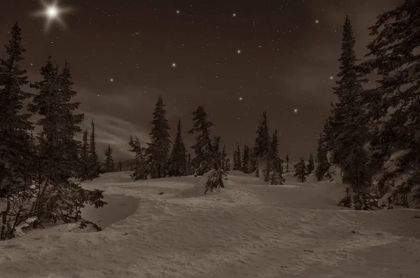 Gran snøstjerner i skog – stockfoto