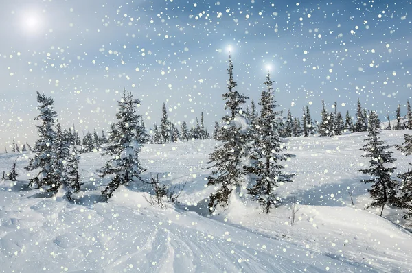 Spruce forest snow snowflakes stars — Stock Photo, Image