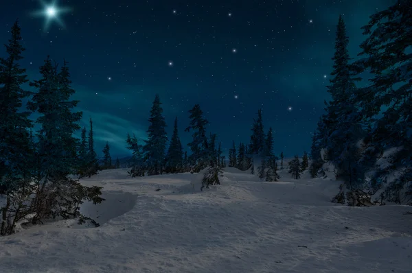 Abeto floresta noite neve estrelas — Fotografia de Stock