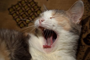 kedi yawns üç renkli