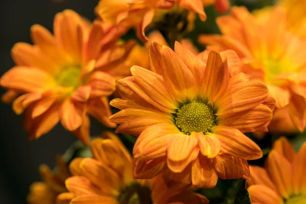 Daisy flowers bouquet chrysanthemum — Stock Photo, Image