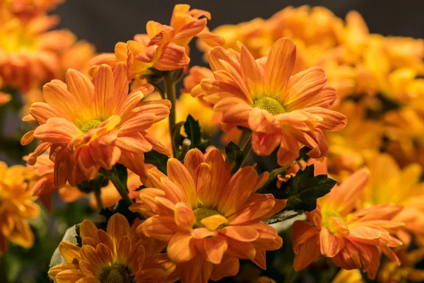 Daisy flowers bouquet chrysanthemum — Stock Photo, Image