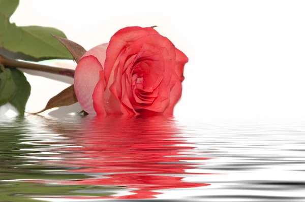 Red rose water reflection white — Stock Photo, Image