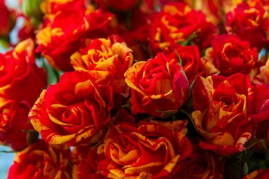 Kırmızı Sarı Gül arka plan