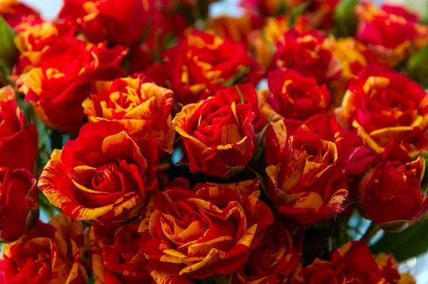 Red yellow roses background — Stock Photo, Image