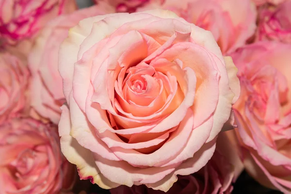 粉红玫瑰鲜花背景 — 图库照片